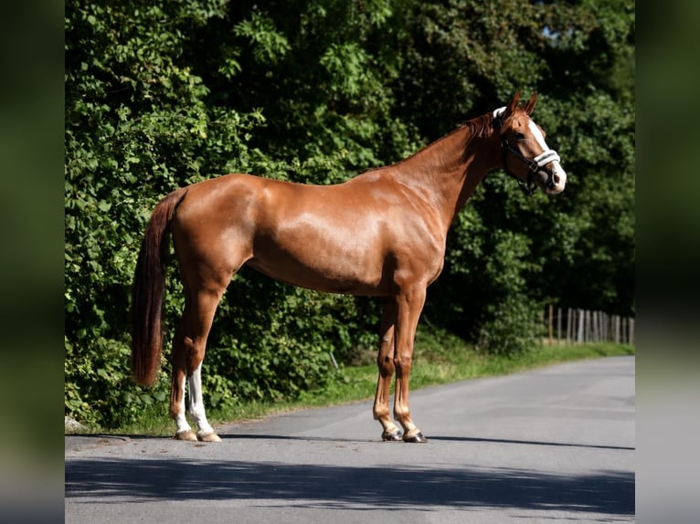 German Sport Horse Mare 3 years 16 hh Chestnut-Red in Verl