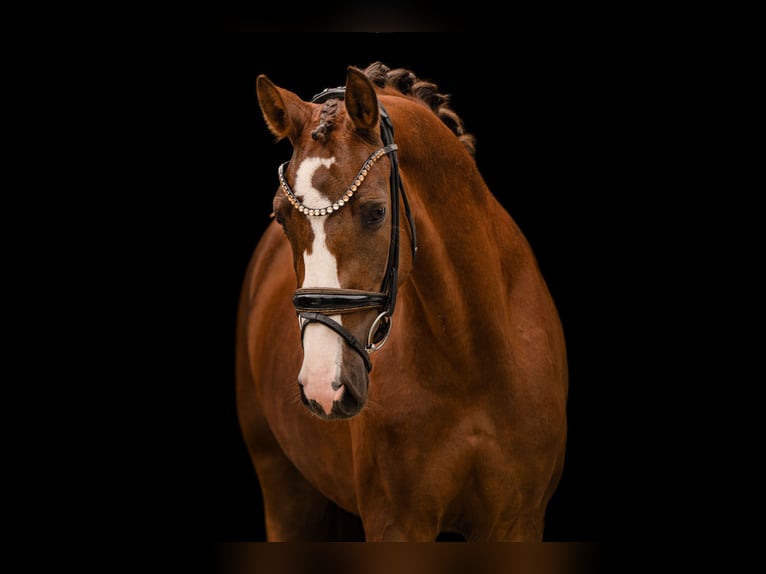 German Sport Horse Mare 3 years 16 hh  in Wehringen