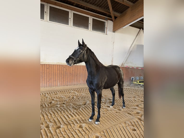 German Sport Horse Mare 3 years 16 hh Gray-Dark-Tan in Jahnsdorf/Erzgebirge