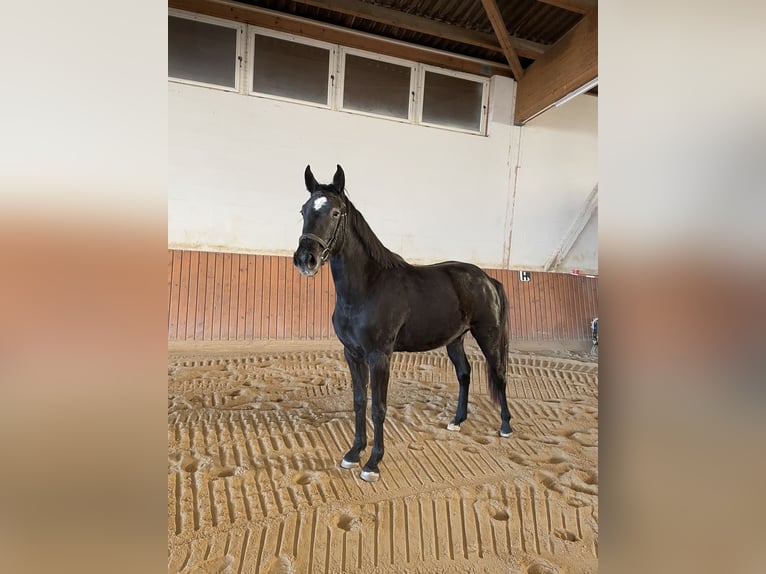 German Sport Horse Mare 3 years 16 hh Gray-Dark-Tan in Jahnsdorf/Erzgebirge