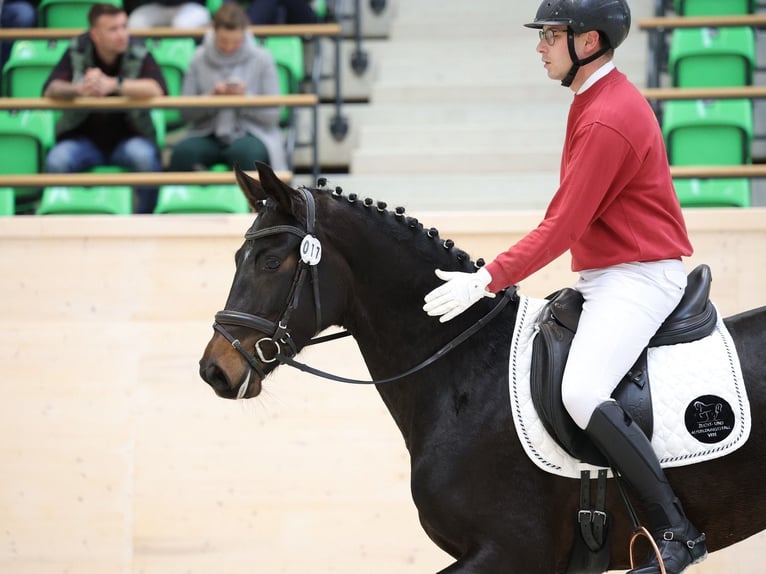 German Sport Horse Mare 3 years 16 hh Smoky-Black in Priestewitz