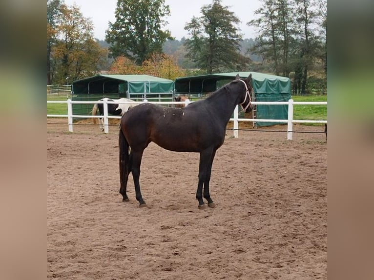 German Sport Horse Mare 3 years 16 hh Smoky-Black in Wiesentheid
