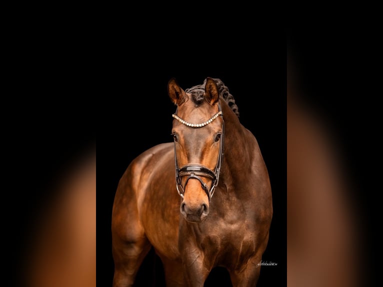 German Sport Horse Mare 3 years 16,1 hh Bay-Dark in R&#xF6;ttingen