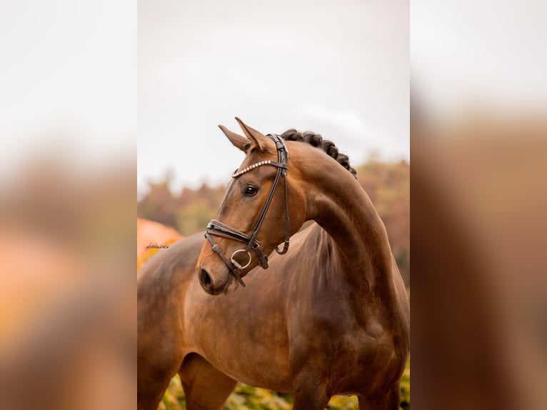 German Sport Horse Mare 3 years 16,1 hh Bay-Dark in R&#xF6;ttingen