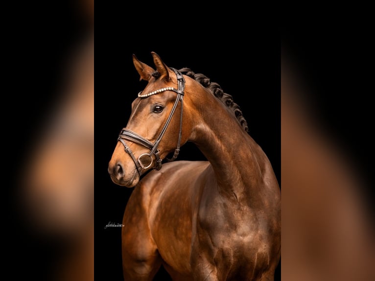 German Sport Horse Mare 3 years 16,1 hh Bay-Dark in R&#xF6;ttingen