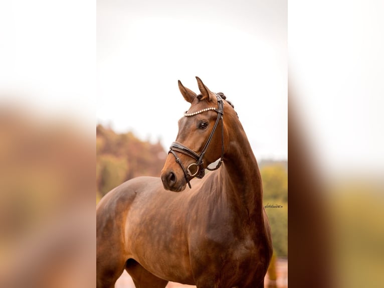 German Sport Horse Mare 3 years 16,1 hh Bay-Dark in R&#xF6;ttingen