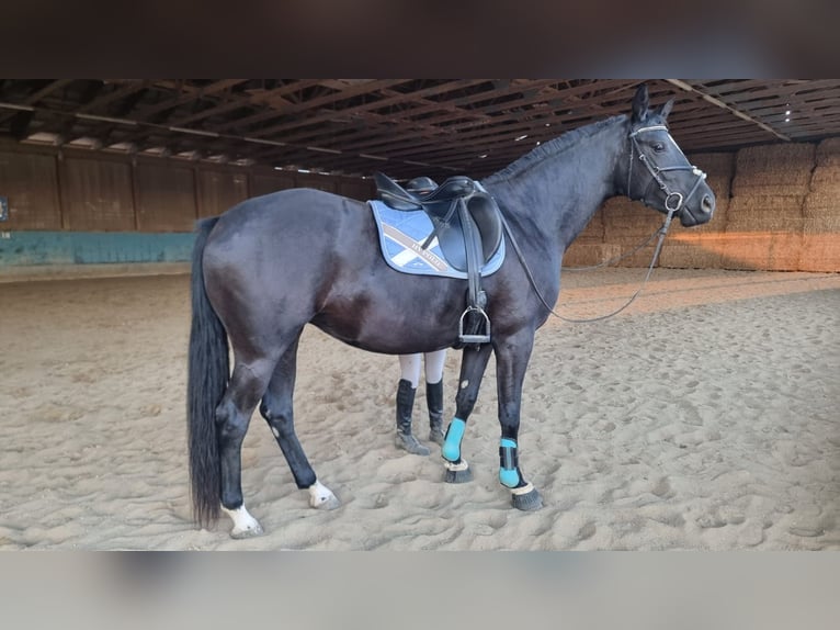 German Sport Horse Mare 3 years 16,1 hh Black in Langenau