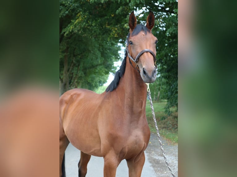 German Sport Horse Mare 3 years 16,1 hh Brown in Karlsfeld