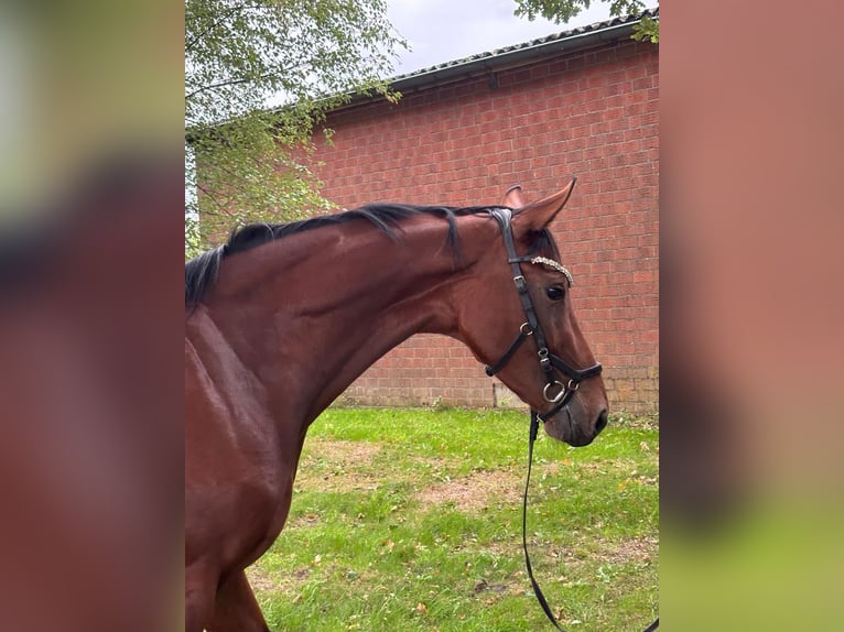 German Sport Horse Mare 3 years 16,1 hh Brown in Karlsfeld