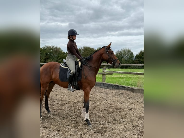 German Sport Horse Mare 3 years 16,1 hh Brown in Karlsfeld