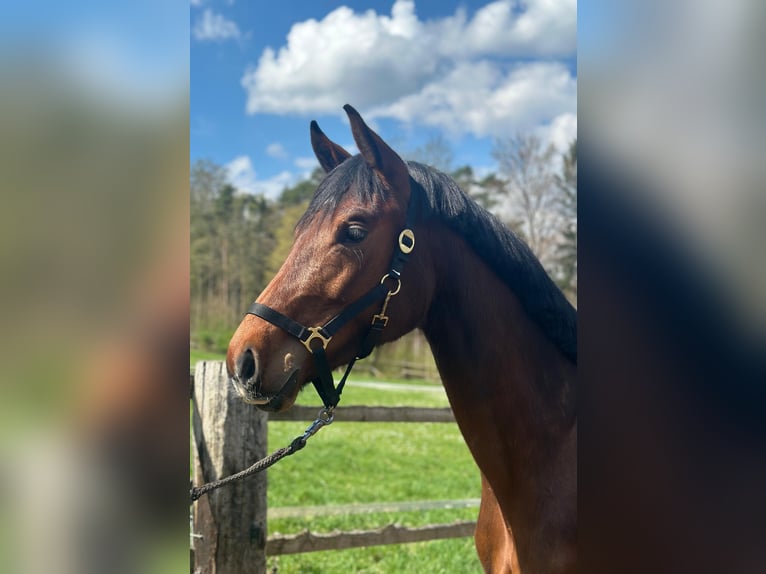 German Sport Horse Mare 3 years 16,1 hh Brown in Laaber