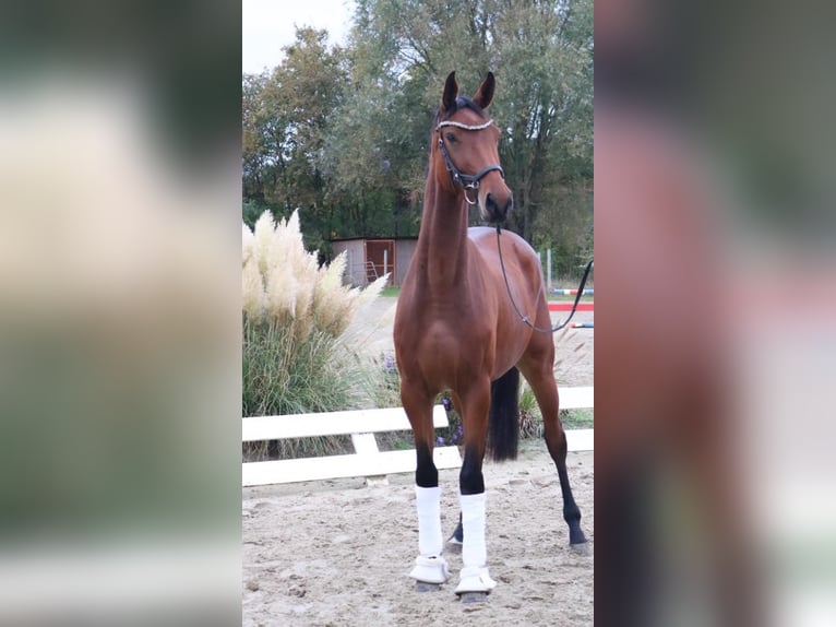 German Sport Horse Mare 3 years 16,1 hh Brown in L&#xFC;dinghausen
