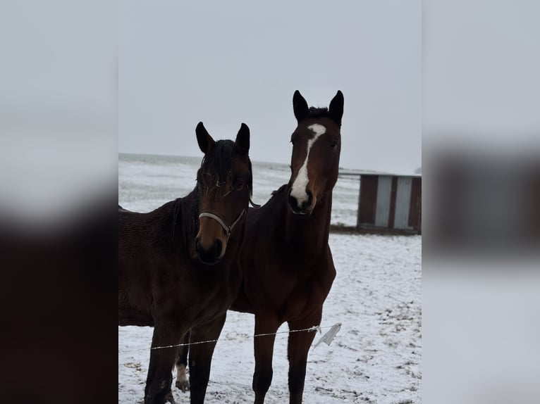 German Sport Horse Mare 3 years 16,1 hh Brown in Hohenstein-Ernstthal