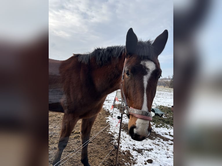 German Sport Horse Mare 3 years 16,1 hh Brown in Hohenstein-Ernstthal