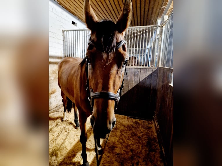 German Sport Horse Mare 3 years 16,1 hh Brown in Grabenstetten