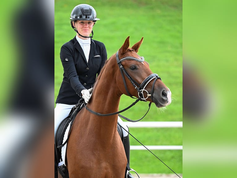 German Sport Horse Mare 3 years 16,1 hh Chestnut in Gomadingen