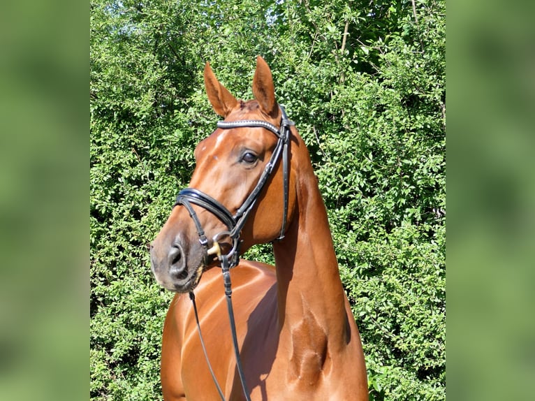 German Sport Horse Mare 3 years 16,1 hh Chestnut in Lastrup