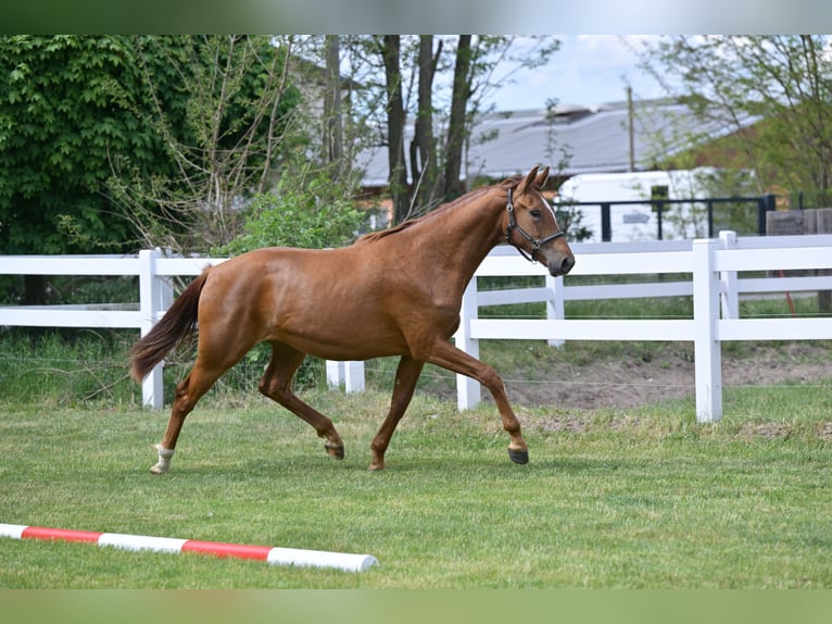 German Sport Horse Mare 3 years 16,1 hh Chestnut-Red in Schönwalde-Glien