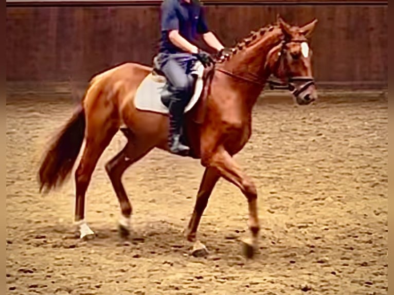 German Sport Horse Mare 3 years 16,1 hh Chestnut-Red in L&#xF6;wenberger Land