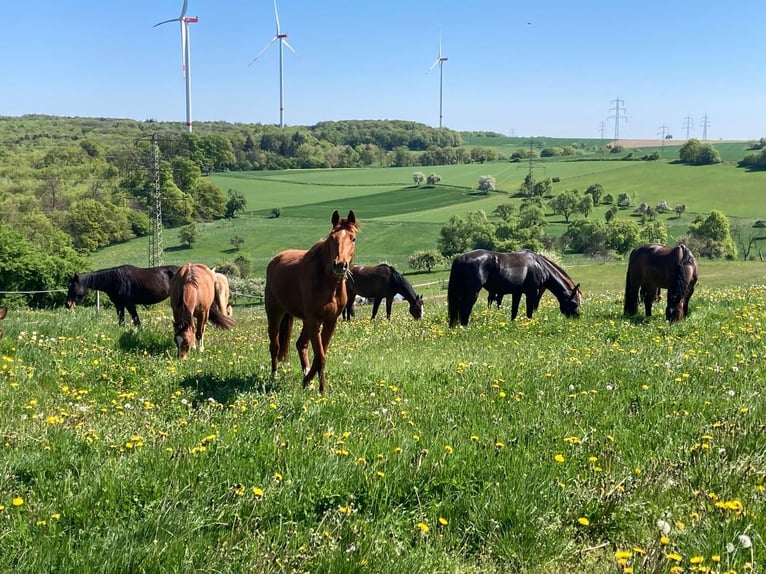German Sport Horse Mare 3 years 16,1 hh Chestnut-Red in Freudenburg