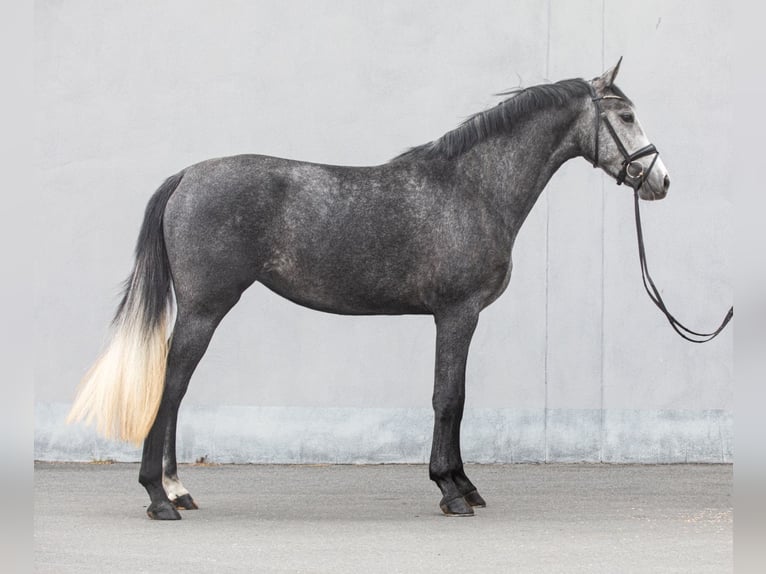 German Sport Horse Mare 3 years 16,1 hh Gray in Stauda