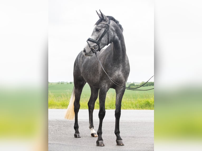 German Sport Horse Mare 3 years 16,1 hh Gray in Stauda