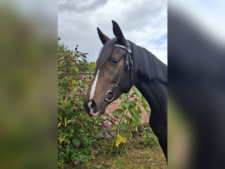 German Sport Horse Mare 3 years 16,1 hh Smoky-Black in Luckenwalde
