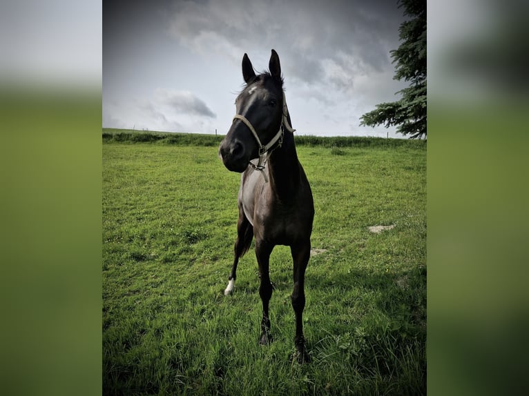 German Sport Horse Mare 3 years 16,1 hh Smoky-Black in Tanna