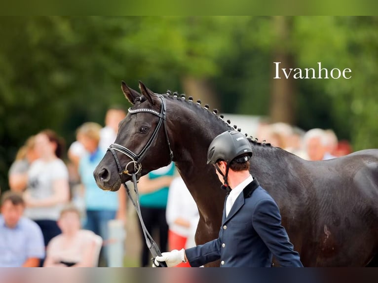 German Sport Horse Mare 3 years 16,1 hh Smoky-Black in Tanna