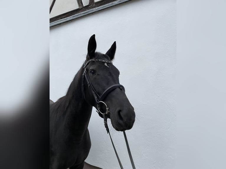 German Sport Horse Mare 3 years 16,1 hh Smoky-Black in Tanna