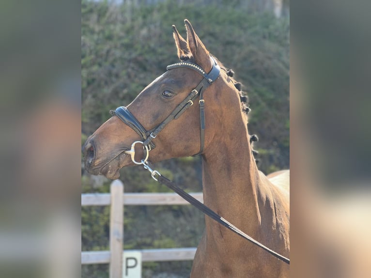 German Sport Horse Mare 3 years 16,2 hh Bay-Dark in Bad Griesbach im Rottal