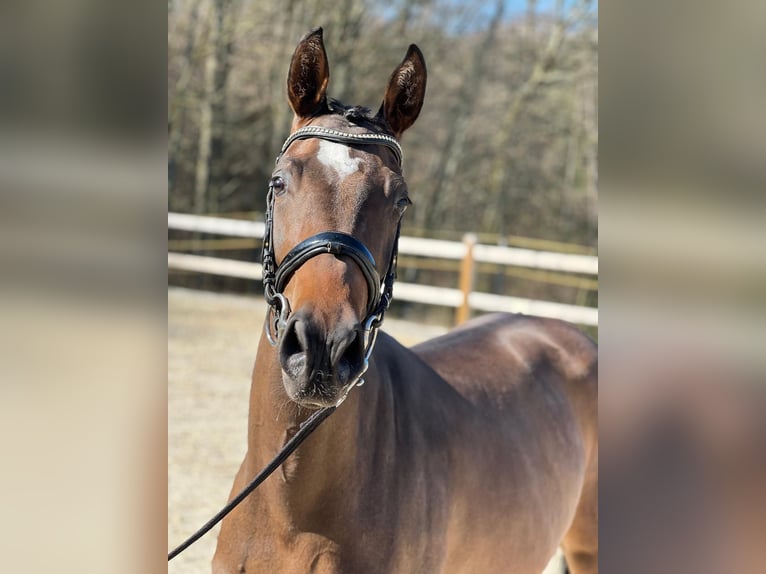 German Sport Horse Mare 3 years 16,2 hh Bay-Dark in Bad Griesbach im Rottal