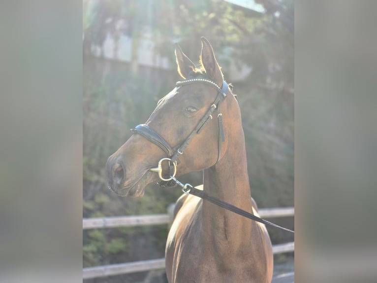 German Sport Horse Mare 3 years 16,2 hh Bay-Dark in Bad Griesbach im Rottal