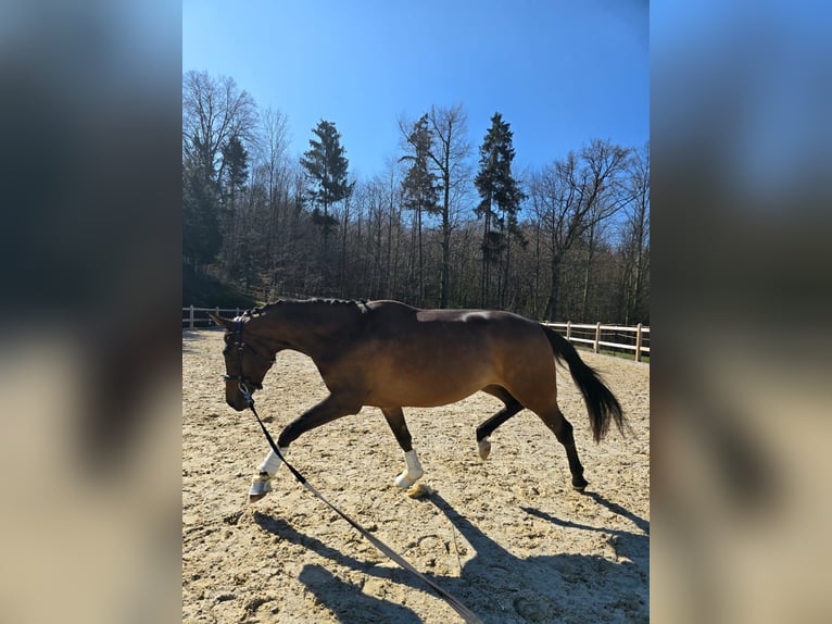 German Sport Horse Mare 3 years 16,2 hh Bay-Dark in Bad Griesbach im Rottal