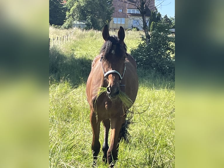 German Sport Horse Mare 3 years 16,2 hh Brown in Leutershausen