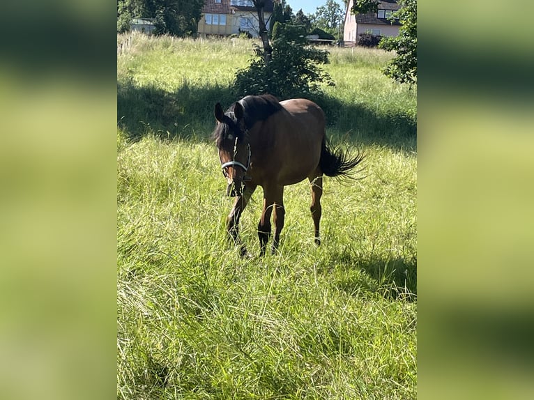 German Sport Horse Mare 3 years 16,2 hh Brown in Leutershausen