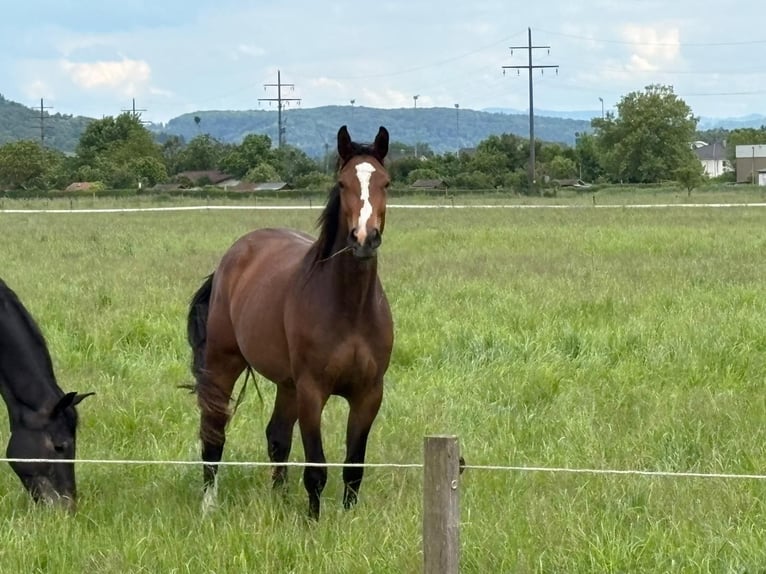 German Sport Horse Mare 3 years 16,2 hh Brown in Weil am Rhein