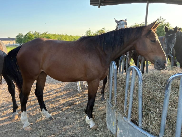 German Sport Horse Mare 3 years 16,2 hh Brown in Weil am Rhein