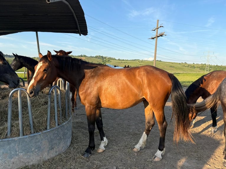 German Sport Horse Mare 3 years 16,2 hh Brown in Weil am Rhein