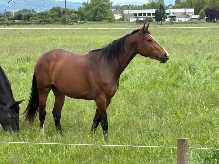 German Sport Horse Mare 3 years 16,2 hh Brown in Weil am Rhein