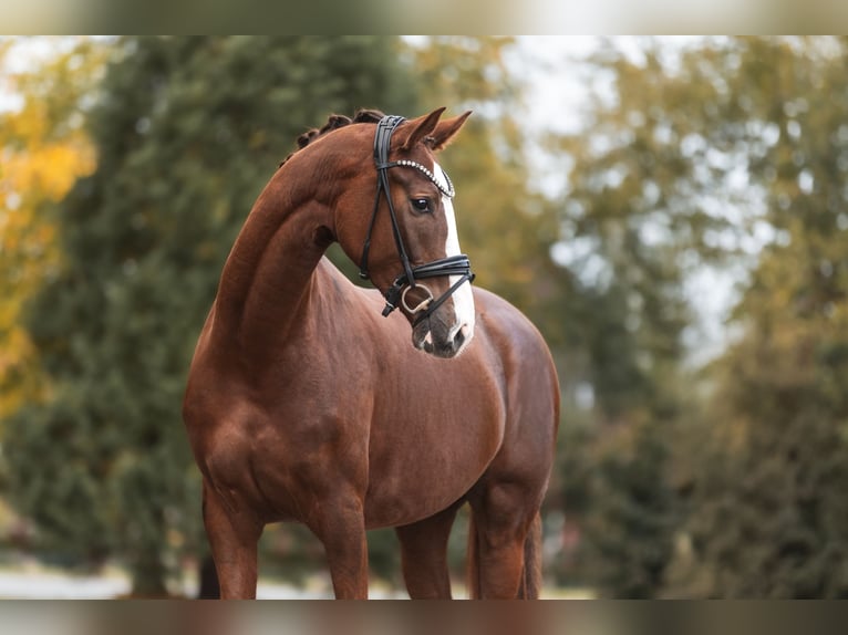 German Sport Horse Mare 3 years 16,2 hh Chestnut in Lippetal