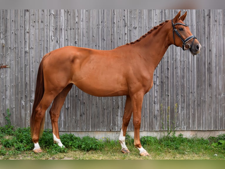 German Sport Horse Mare 3 years 16,2 hh Chestnut-Red in Hohen Neuendorf