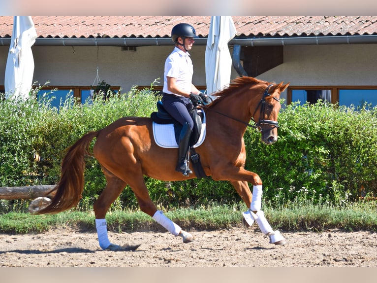 German Sport Horse Mare 3 years 16,2 hh Chestnut-Red in Hohen Neuendorf