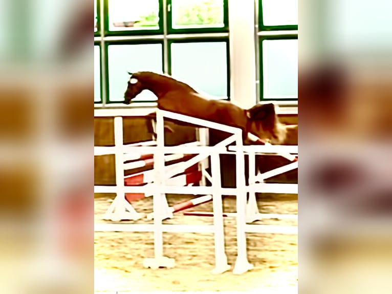 German Sport Horse Mare 3 years 16,2 hh Chestnut-Red in Nassenheide