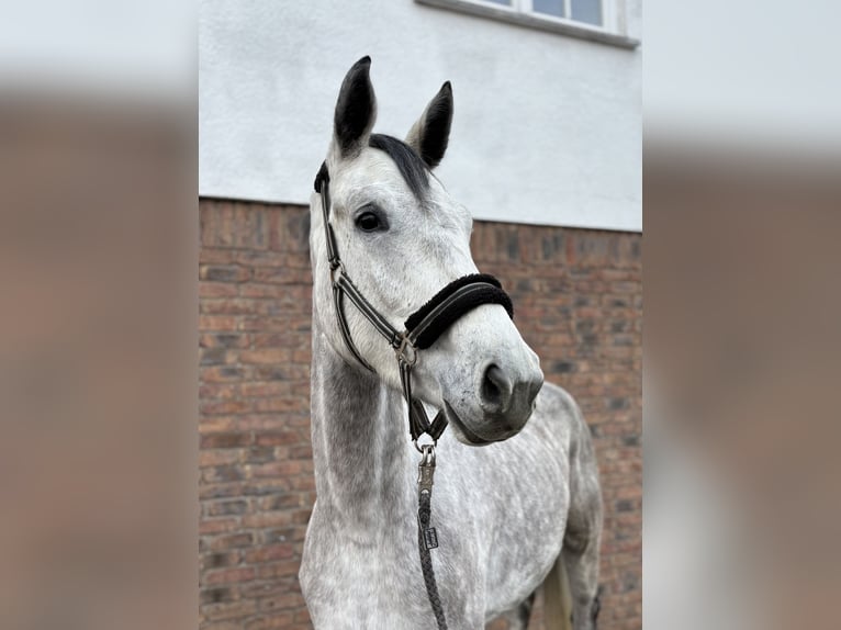German Sport Horse Mare 3 years 16,2 hh Grey-Dapple in Niederkassel