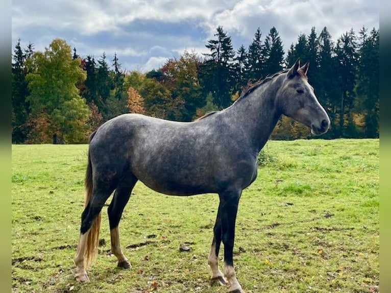 German Sport Horse Mare 3 years 16,2 hh Grey in Kirchenlamitz