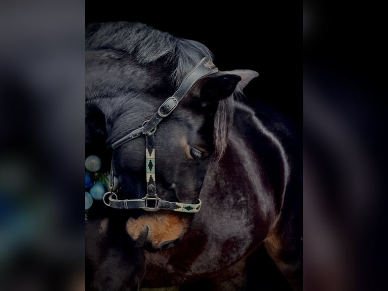 German Sport Horse Mare 3 years 16,2 hh Smoky-Black in Viernheim