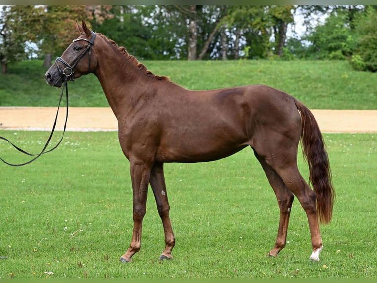German Sport Horse Mare 3 years 16,3 hh Chestnut in Gomadingen