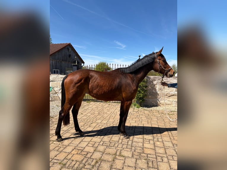 German Sport Horse Mare 3 years 17 hh Brown in Deining