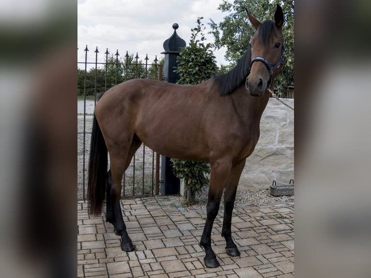 German Sport Horse Mare 3 years 17 hh Brown in Deining